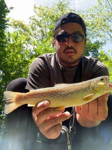 Brown Trout