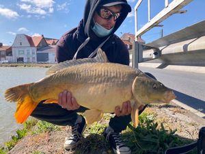 Mirror Carp