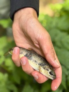 Brown Trout