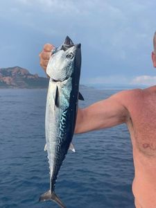 Atlantic Bonito