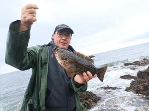 Ballan Wrasse