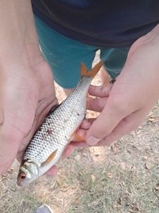 Roach