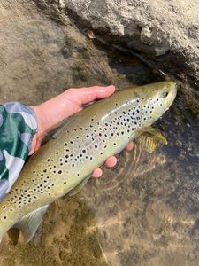 Brown Trout