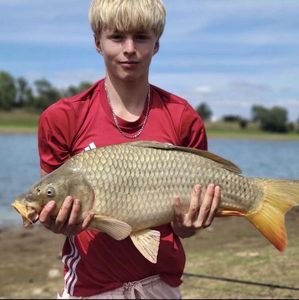 Common Carp