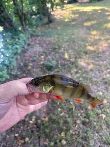 Yellow Perch