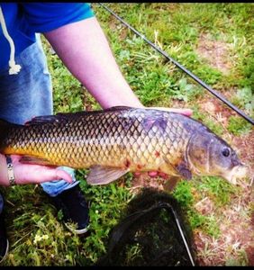 Common Carp