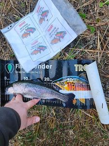 Rainbow Trout