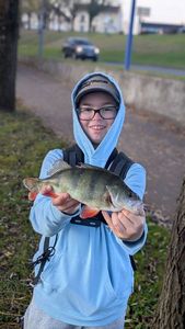 European Perch
