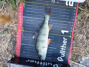 European Perch