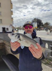 European Bass (Seabass)