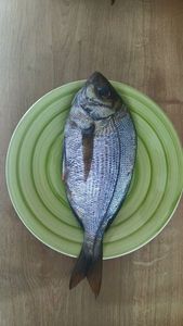 Black Seabream