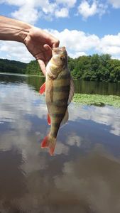 European Perch