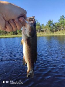 Largemouth Bass