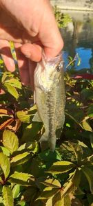 Largemouth Bass