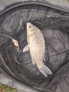 Crucian Carp