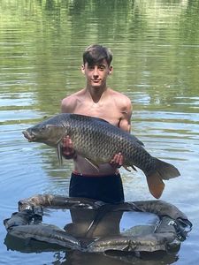 Common Carp