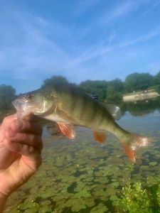 European Perch