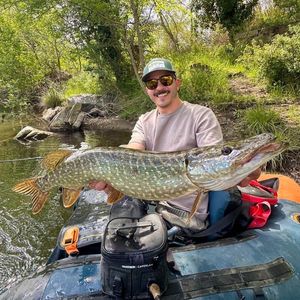 Northern Pike