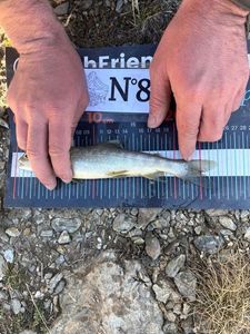 Arctic Char