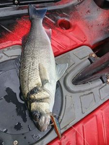 European Bass (Seabass)