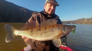 Zander