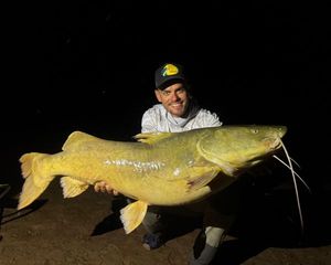Gilded Catfish