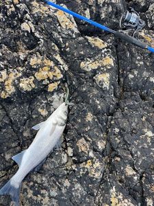 European Bass (Seabass)