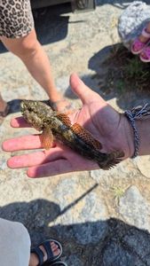 Round Goby