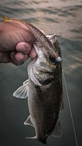 European Bass (Seabass)