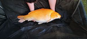 Koï Fish