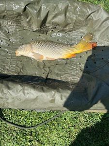 Common Carp