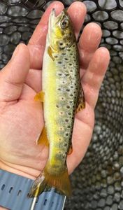 Brown Trout