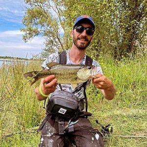 Largemouth Bass