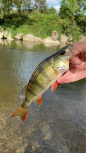 European Perch