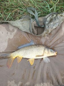 Common Carp