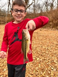 Largemouth Bass
