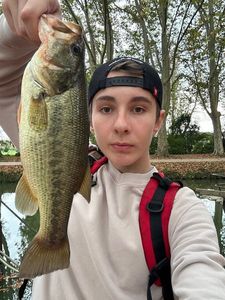 Largemouth Bass