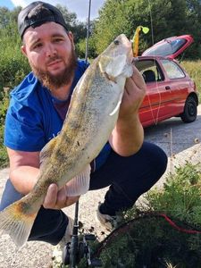 Zander