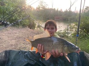 Common Carp