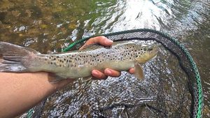 Brown Trout