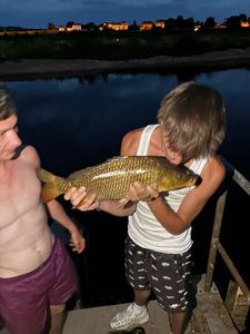 Common Carp