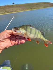 European Perch