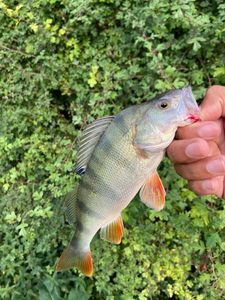 European Perch