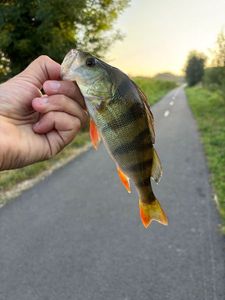 European Perch