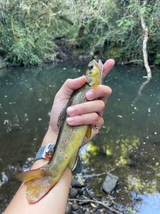 Brown Trout