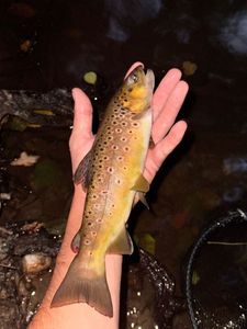 Brown Trout