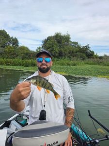 European Perch