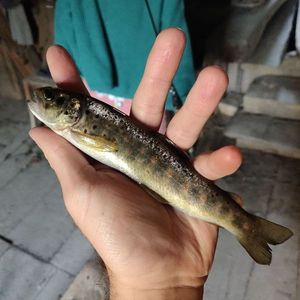 Atlantic Salmon (Juvenile)