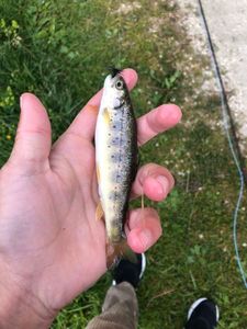 Brown Trout