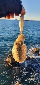 Common Cuttlefish